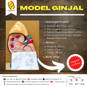 Alat Peraga Pendidikan Model Ginjal