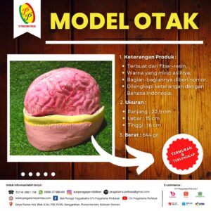 Model Anatomi Otak Manusia